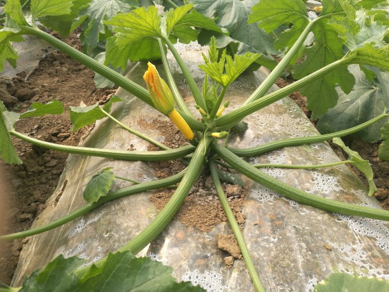 黄色西葫芦