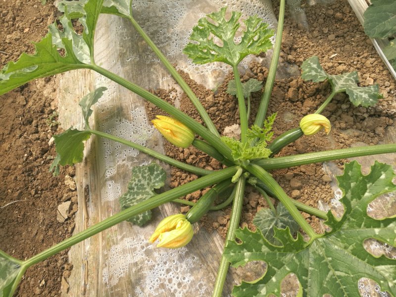 墨绿色西葫芦