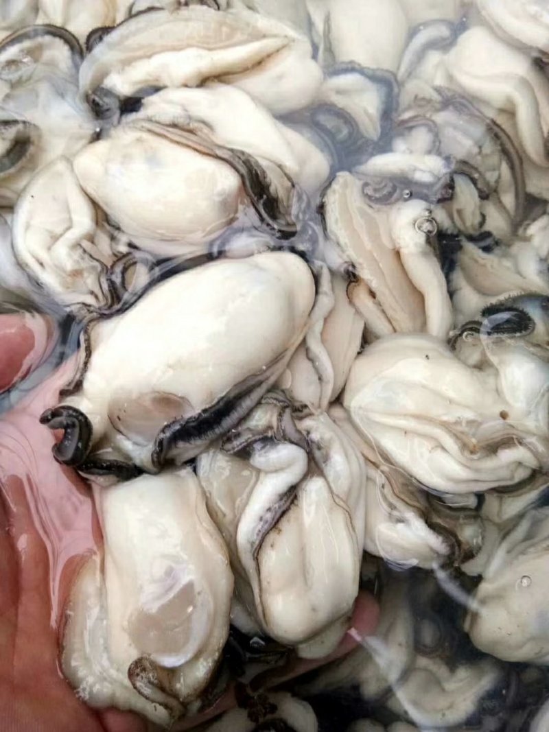 湛江官渡本地生蚝