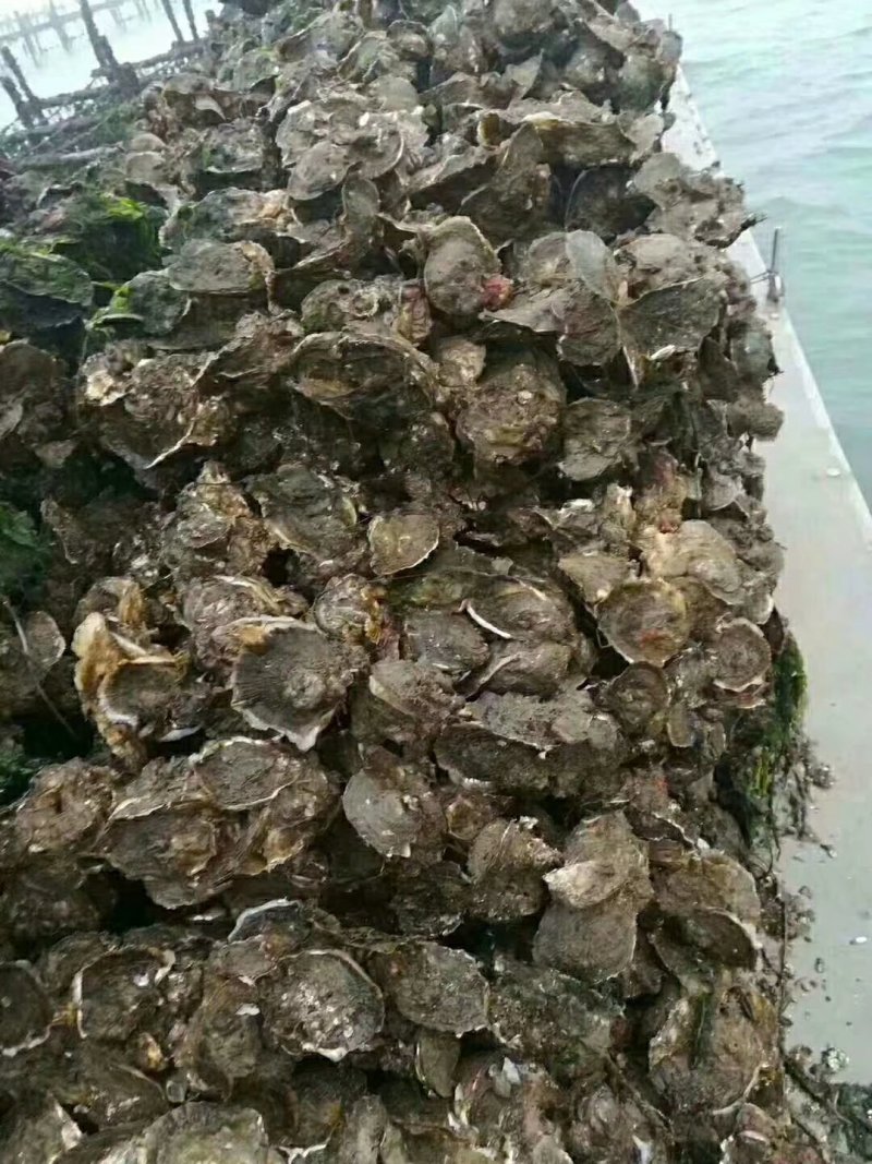 湛江官渡本地生蚝