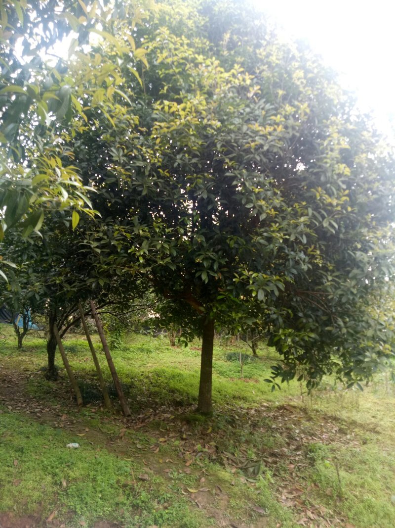 桂花树