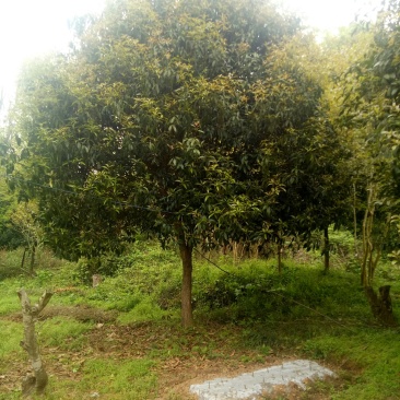 桂花树