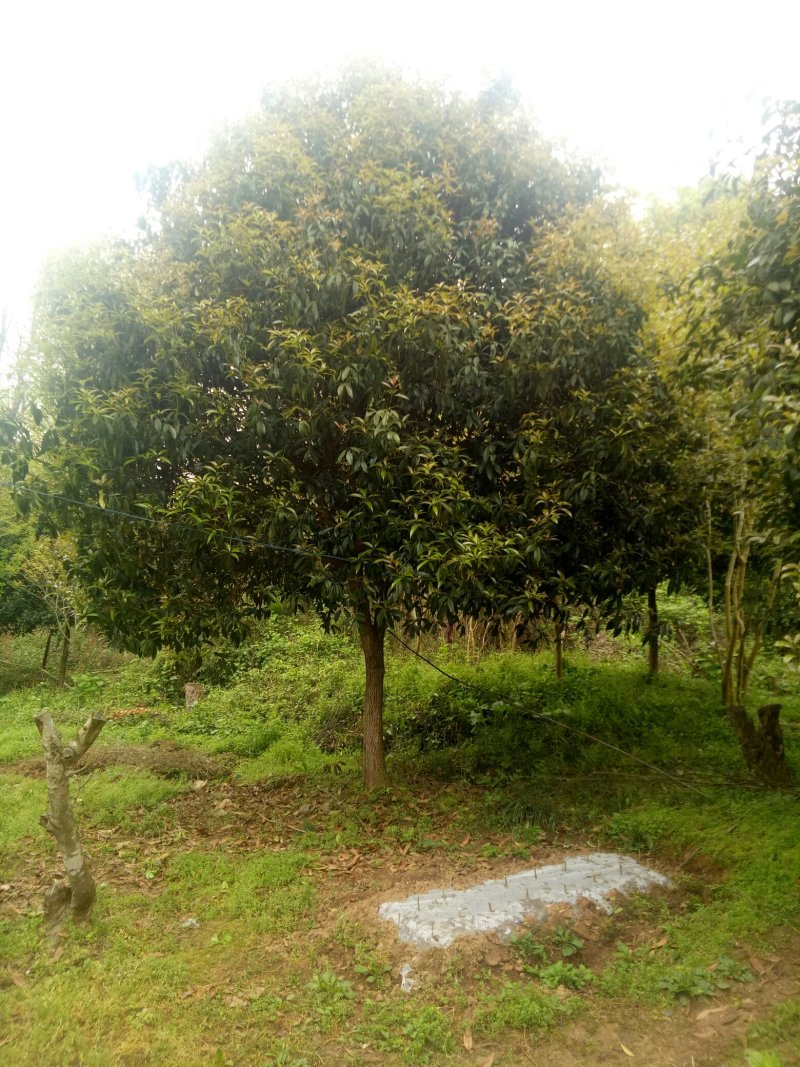 桂花树