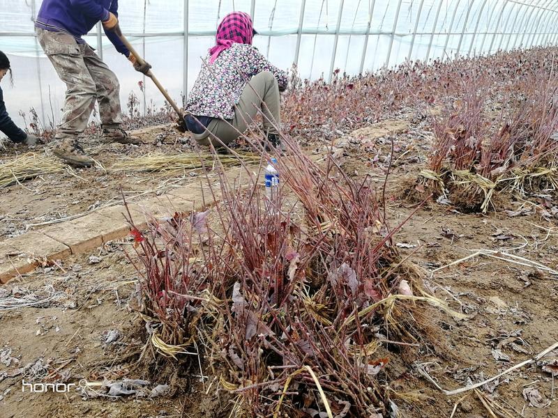 辽宁开原抗寒美国红枫秋火焰扦插小苗工程苗杯苗繁育基地