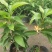 白兰花盆栽植物室内四季浓香型黄角兰树苗带花阳台庭院大型绿