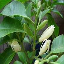 白兰花盆栽植物室内四季浓香型黄角兰树苗带花阳台庭院大型绿