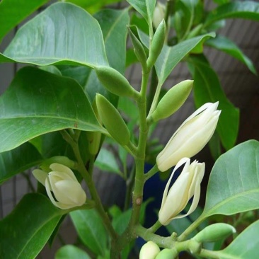 白兰花盆栽植物室内四季浓香型黄角兰树苗带花阳台庭院大型绿