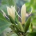 白兰花盆栽植物室内四季浓香型黄角兰树苗带花阳台庭院大型绿