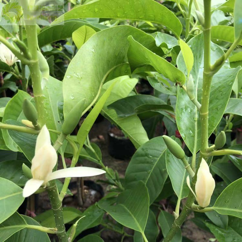 白兰花盆栽植物室内四季浓香型黄角兰树苗带花阳台庭院大型绿