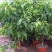 白兰花盆栽植物室内四季浓香型黄角兰树苗带花阳台庭院大型绿