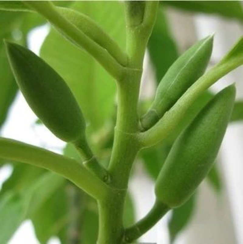 白兰花盆栽植物室内四季浓香型黄角兰树苗带花阳台庭院大型绿