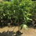 白兰花盆栽植物室内四季浓香型黄角兰树苗带花阳台庭院大型绿