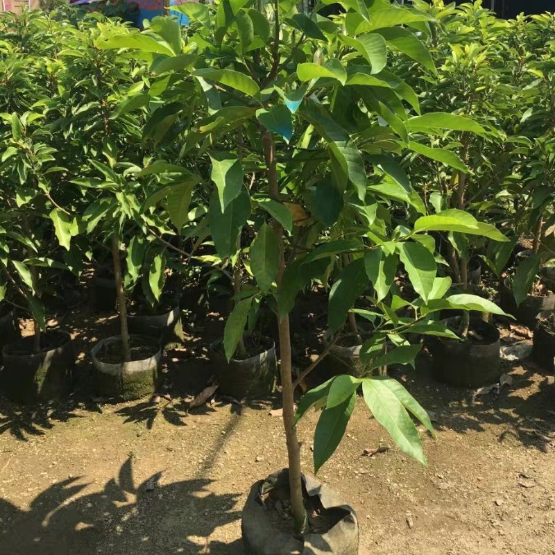 白兰花盆栽植物室内四季浓香型黄角兰树苗带花阳台庭院大型绿