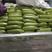 精品油緑型西葫芦已大量供货，一手货源，地头上货，费用低。