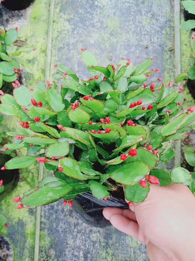 大量供应蟹爪兰，贺兰红，带花苞，规格颜色齐全，量大优惠