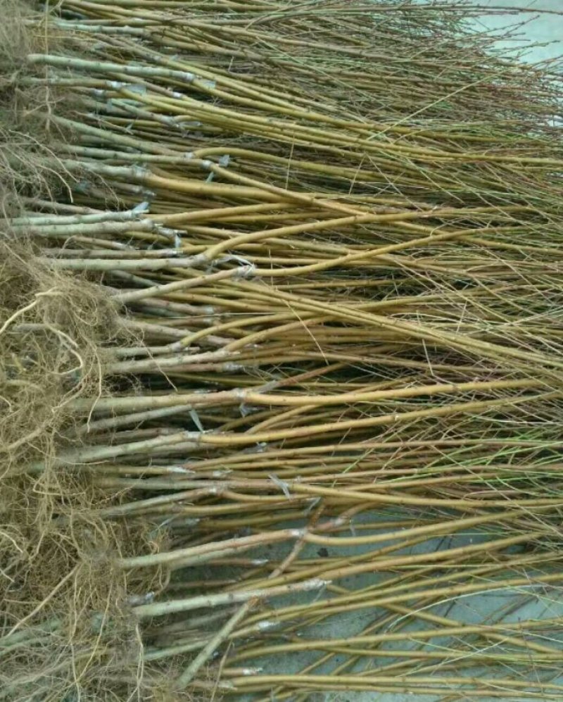 黄金蜜桃苗假一赔十包品种包成活率