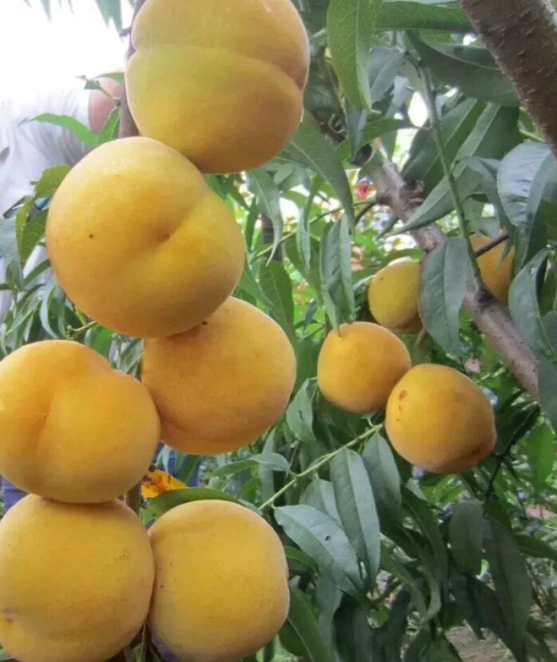 黄金蜜桃苗假一赔十包品种包成活率
