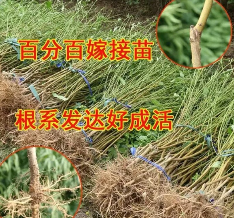 黄金蜜桃苗假一赔十包品种包成活率