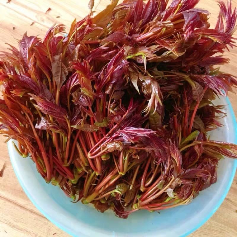 现货香椿芽露天头茬寺头红香椿头叶苗香春芽新鲜蔬菜