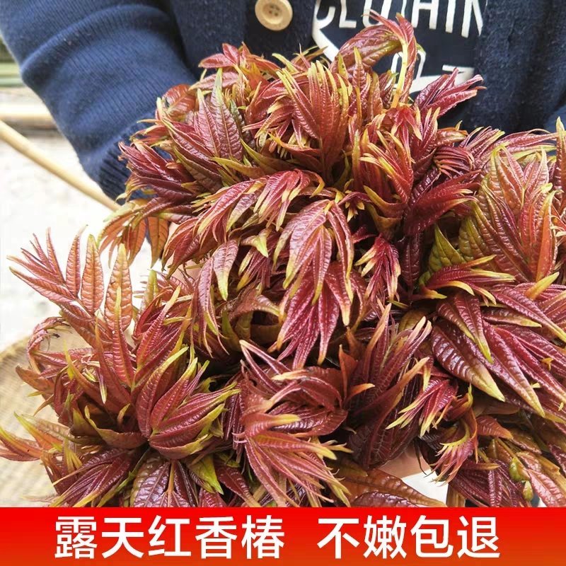 现货香椿芽露天头茬寺头红香椿头叶苗香春芽新鲜蔬菜