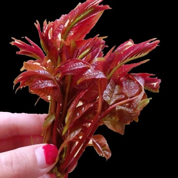 现货香椿芽露天头茬寺头红香椿头叶苗香春芽新鲜蔬菜