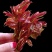 现货香椿芽露天头茬寺头红香椿头叶苗香春芽新鲜蔬菜
