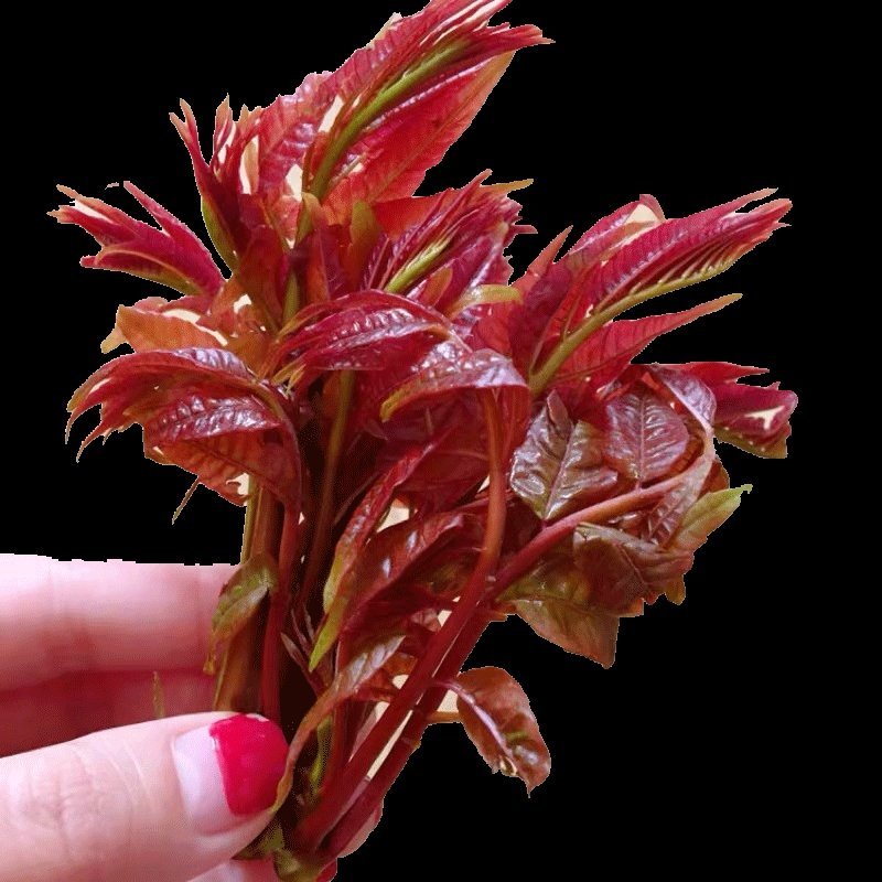 现货香椿芽露天头茬寺头红香椿头叶苗香春芽新鲜蔬菜