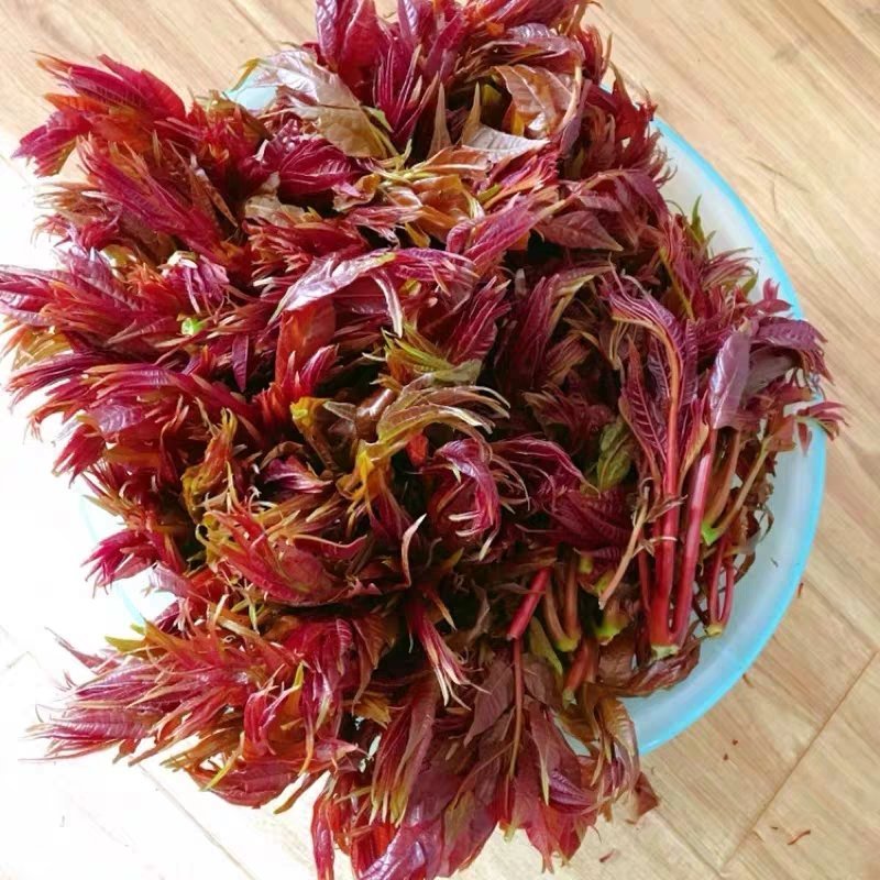 现货香椿芽露天头茬寺头红香椿头叶苗香春芽新鲜蔬菜