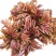 现货香椿芽露天头茬寺头红香椿头叶苗香春芽新鲜蔬菜