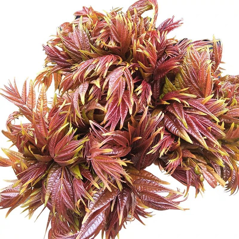 现货香椿芽露天头茬寺头红香椿头叶苗香春芽新鲜蔬菜