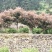 红叶石楠米径4--10公分湖南货源湘西货源