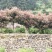 红叶石楠米径4--10公分湖南货源湘西货源
