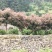红叶石楠米径4--10公分湖南货源湘西货源