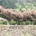 红叶石楠米径4--10公分湖南货源湘西货源