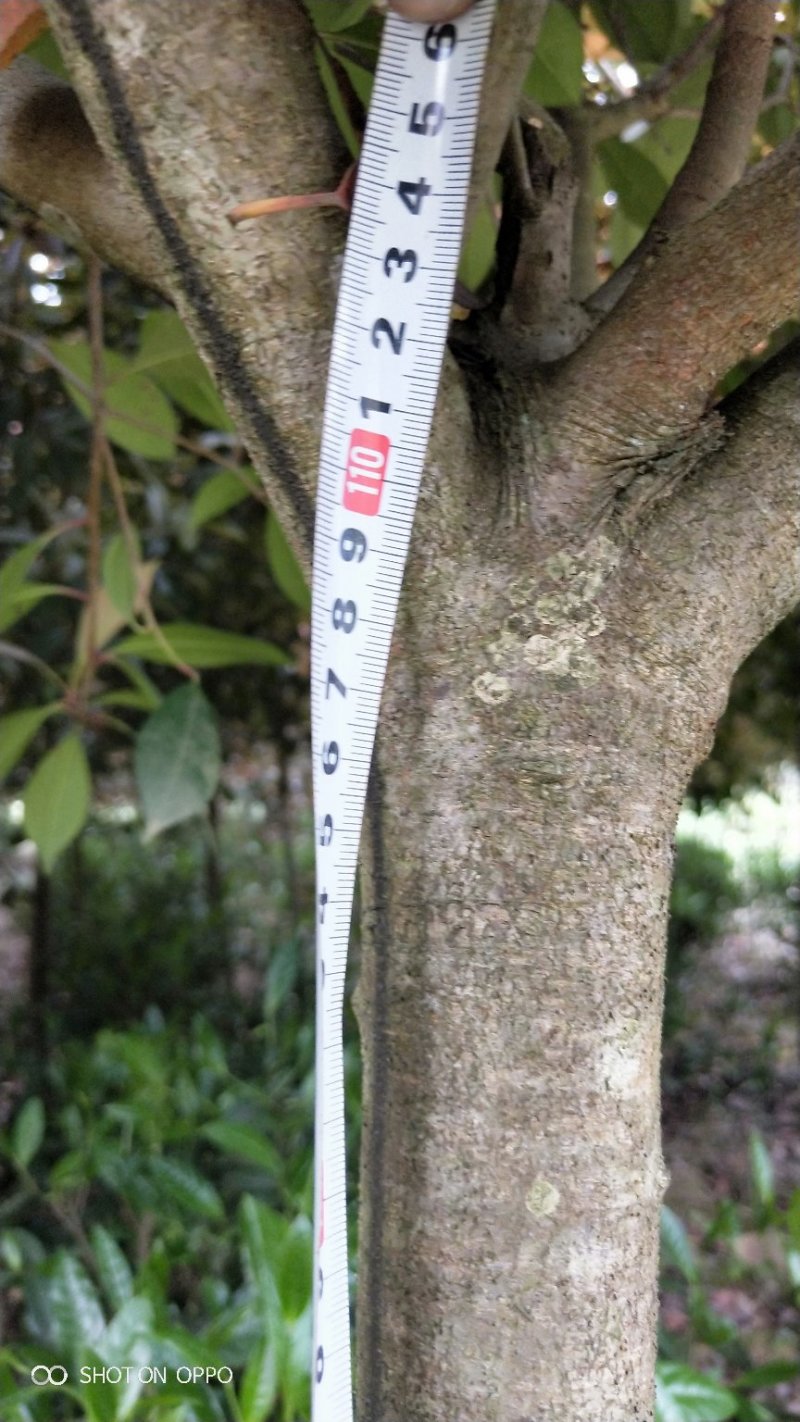 红叶石楠米径4--10公分湖南货源湘西货源