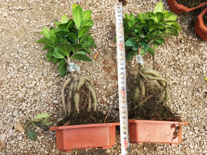 人参榕福建漳州基地种植