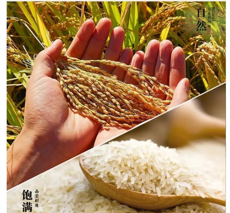 批发(包邮)49元/10斤长粒香米