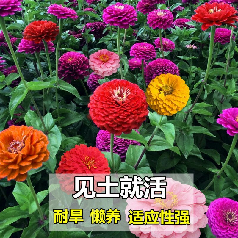 百日草花种子，直接可以下单包邮