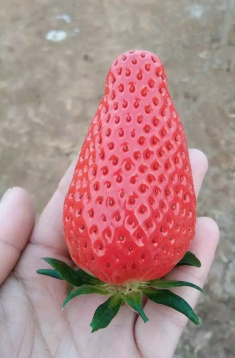 草莓苗东北抗寒草莓蒙特瑞草莓红颜草莓四季草莓