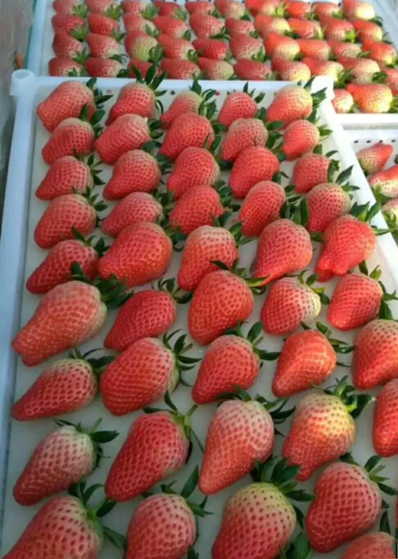 草莓苗东北抗寒草莓蒙特瑞草莓红颜草莓四季草莓