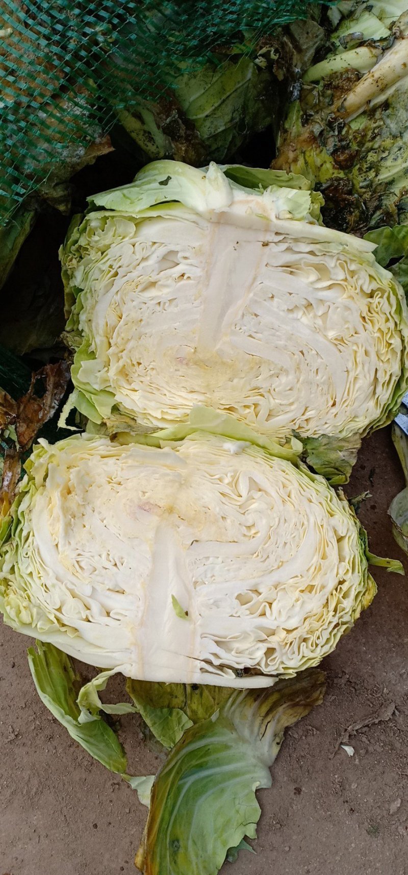 扁包菜