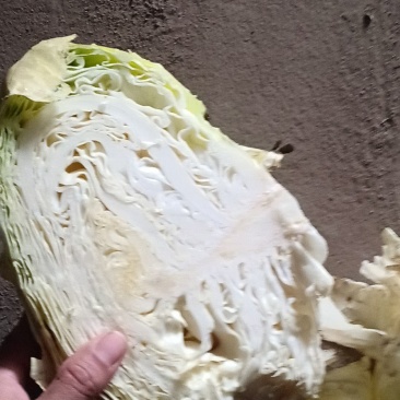 扁包菜