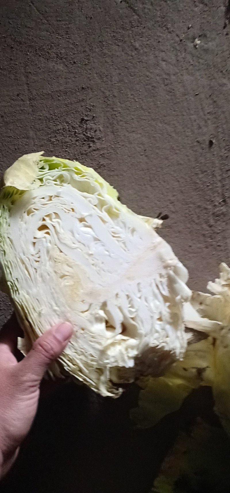 扁包菜