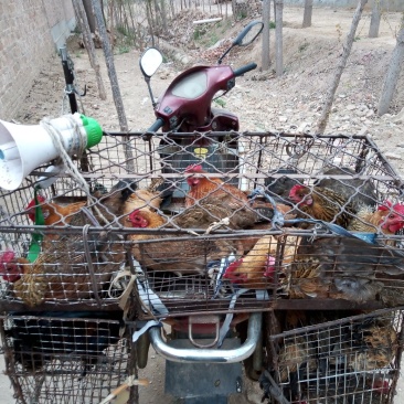 鲁西北散养两年老母鸡，现杀现卖，黄皮黄油，正宗农家货。