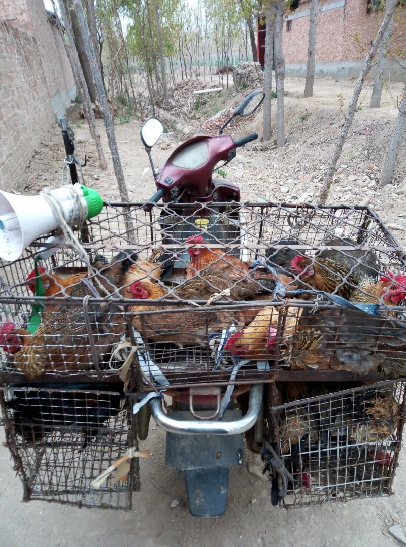 鲁西北散养两年老母鸡，现杀现卖，黄皮黄油，正宗农家货。