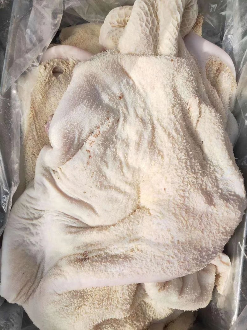 半成品牛肚！出成率高，里外干净，货真价实诚信经营！