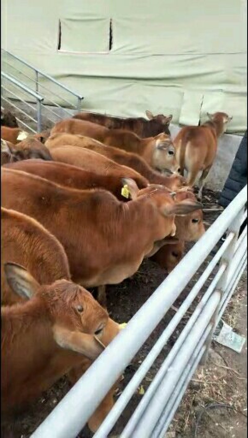 养西门塔尔牛行情好吗，价格…