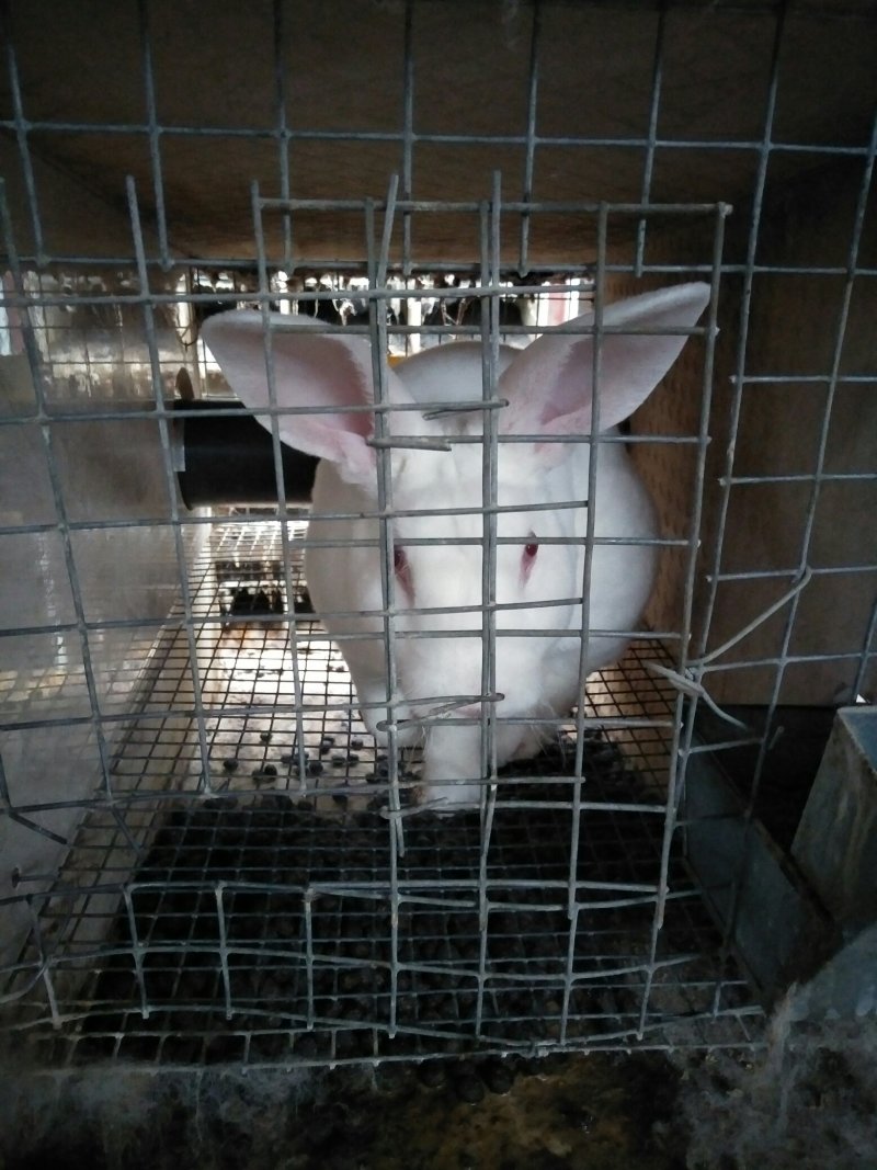 獭兔母兔