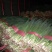 四季小葱30~35cm，粗细匀称，色黑叶绿，割根全根都