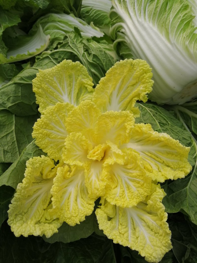 黄心白菜